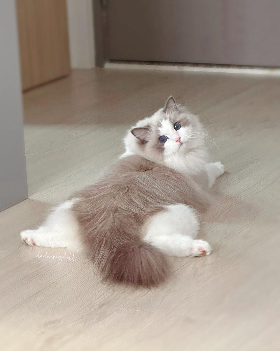 Catloverig's tweet photo. #Caturday #CTRPANUWAT #CatsAreFamily #CatsOnTwitter #catfishmtv https://t.co/uqUkoDOXDP