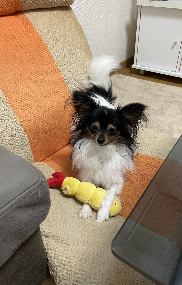Mer_704's tweet photo. エブフライお気に入りみたい🥺

ヤンチャなココ🐶💕です https://t.co/jxXXnhMl7z