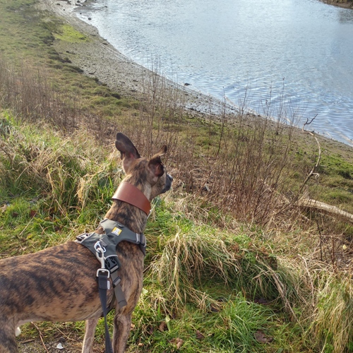 Tiggers_Tails's tweet photo. Morning Pals!
It's getting warmer!
Yesterday was so warm that I took my jumper off. BOL!
πΆπΎ
#TiggerClubNews #SaturdayMorning #SaturdayMotivation #GoodMorning #NearlySpringtime #WeatherUpdate https://t.co/dCjMHirRf6