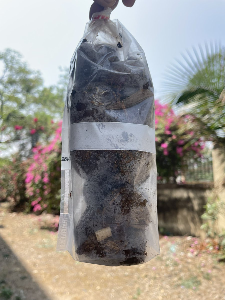 “Weekend special! in  the lab <a href="/dagarsumit/">Sumit Singh Dagar</a> Collecting horse fecal samples for the isolation of anaerobic fungi with Project trainee <a href="/PrathamTarani/">Pratham Tarani</a> <a href="/AnaerobicFungi/">ANAEROBIC FUNGI NETWORK</a> <a href="/ari_pune/">Agharkar Research Institute</a> #anaerobicmicrobiology #pune”