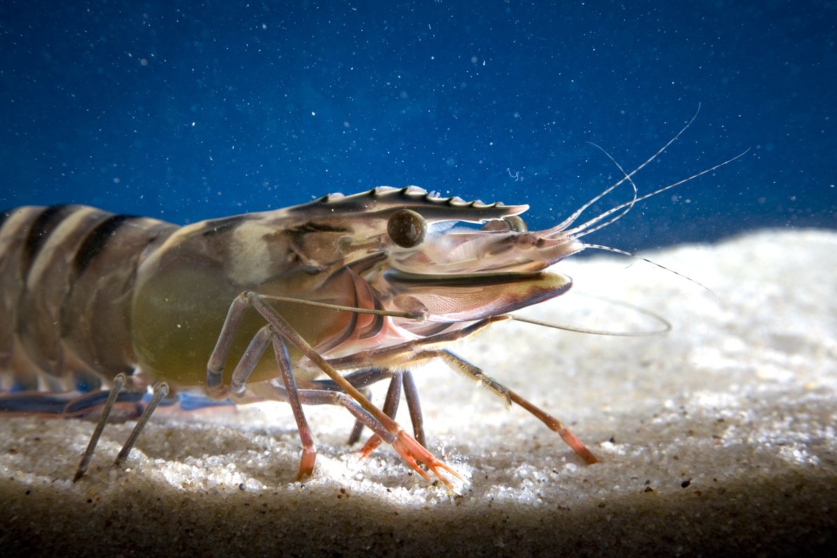 It's #NationalPrawnDay! 🦐 

Did you know around half the prawns 'thrown on the barbie' in Australia are imported? 🛬 

#TeamCSIRO researchers like @aquaculturetim are using science and working with Australian industry partners to change that. Here's how: spr.ly/60193fna5