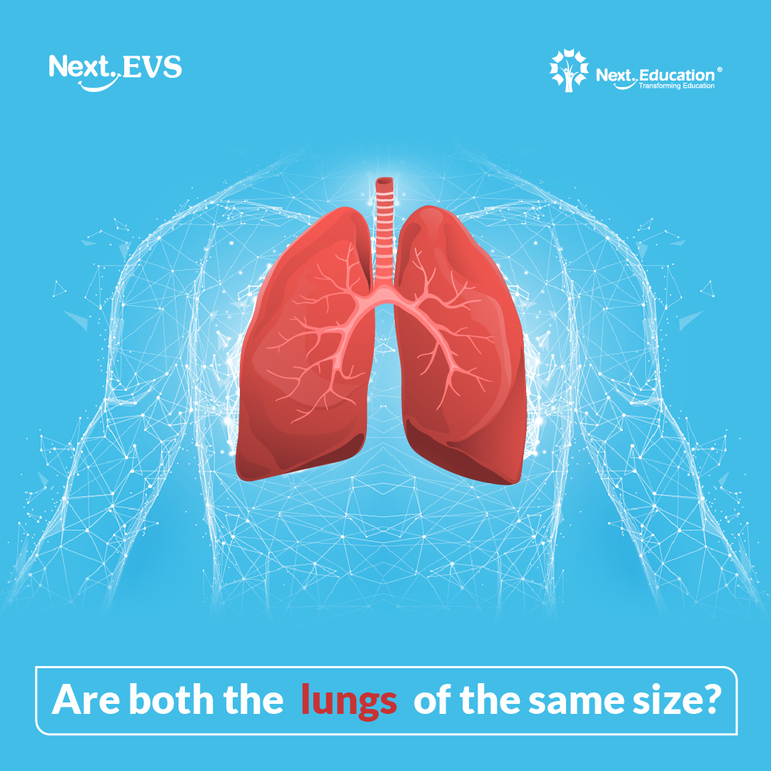 nextevs's tweet photo. #Lungs on the left and the right side are not of the same size. Do you know the reason behind this? Answer in the comments section below.
#environmentalscience #nexteducation #lungs #edtech https://t.co/enXjlfwXU7