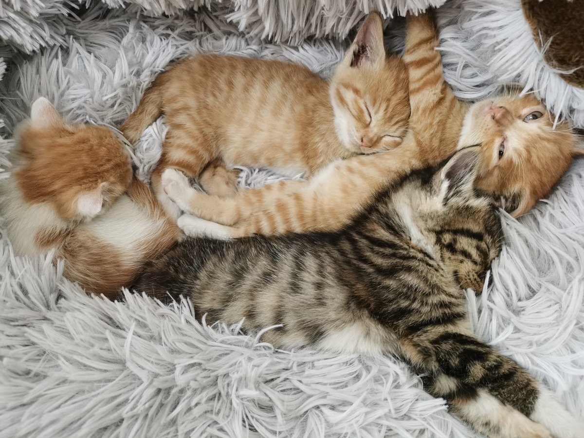 Felivecal's tweet photo. So Warm
#cats #catlover #cutecats #cattree #cattower #catoftheday #meow #ilovemycat #catlovers #catlife #lovecats #kittens #kittycat #catlove #cutecat #kitties #catsofworld #kittylove #customcattree #catgroomer #catteaser #cattoy #catnip #cathouse #kittytoy https://t.co/xMiJtLEtS1