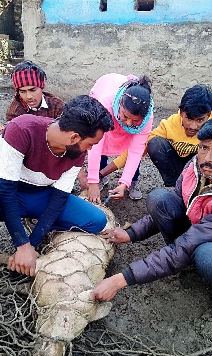 Dhimankav's tweet photo. Going simple"Prevention is better than cure"
Classical Swine Flu vaccination in cent percent swine population in  the vicinity of VH Gauchar, Chamoli. https://t.co/PN2vWElO2N