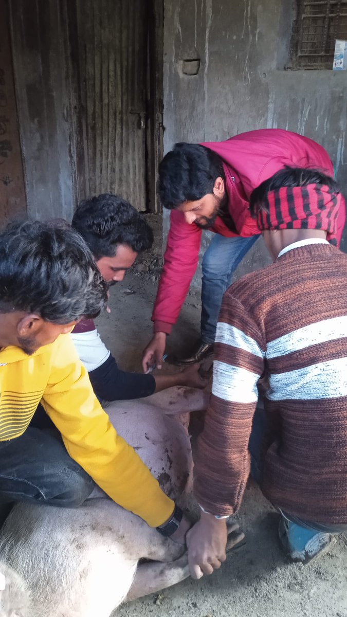 Dhimankav's tweet photo. Going simple"Prevention is better than cure"
Classical Swine Flu vaccination in cent percent swine population in  the vicinity of VH Gauchar, Chamoli. https://t.co/PN2vWElO2N