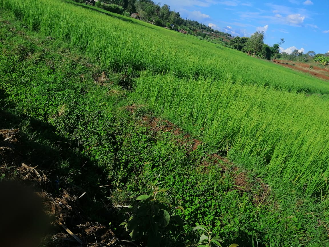 Vinnysdg13's tweet photo. Hunger creates, leeway to neocolonial theory, where poverty make us have no choice. #risistGm #protect our diversity, soils n ecosystem. We will only build resilience for tomorrow if we stand out ground.If well GMO business, the our tomorrow is gone
#ClimateAction
 #sdgs #youths https://t.co/LqLR0McO2t