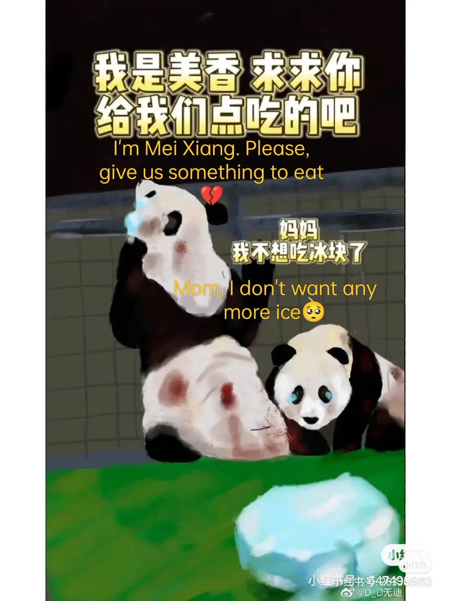 hhanglism's tweet photo. #NationalZoo
#panda
#pandaMeiXiang and her babies.
Mei Xiang and her baby at the Washington Zoo.Mei Xiang is more than twenty years old (eighties in human age), she was forced to inseminate.💔Please forward the appeal to help it! thankuu❤️🥺 https://t.co/eKzFFoPwvG