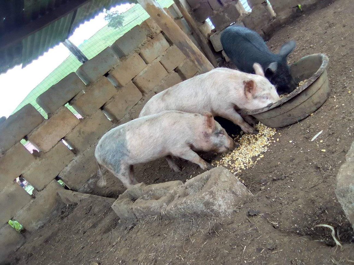 Agric_young's tweet photo. My name is Sbonile Mbuthuma. I am 18 years old. I am schooling at eNdakeni, in Qinisela Ithemba. I started #farming #crops in Jan 2022. I grow spinach, cabbage, peppers, beans &amp; maize. I also have 6 pigs.
#agriculture #NationalShutdown 
#youth Musa Nhlanhla lux Julius #vegetables https://t.co/gTuhLSZcS0