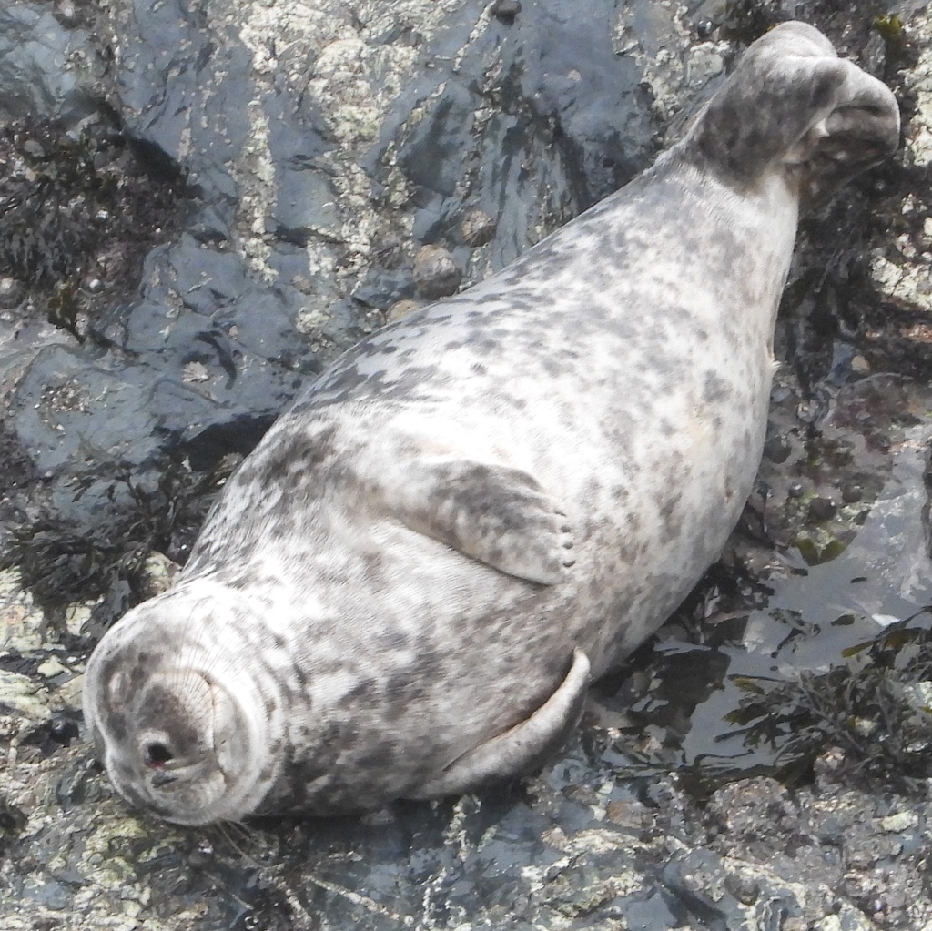 ⚠️ Please SHARE this post for seals! 
Spring is vital for pups -every calorie counts. Wasting energy rushing to the sea makes the difference between life and death 😦
This little one is sleeping 😴 but its excellent senses mean it can smell, hear and see people from 100m+ away!