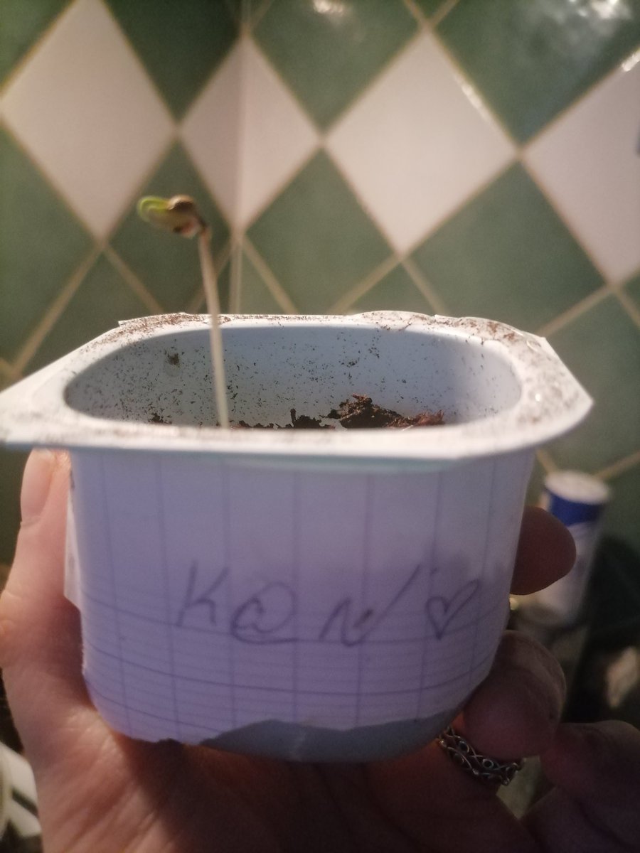 PriPri15050257's tweet image. Comme kana dans &quot;Plantation&quot; ça pousse correctement 😂
La consommation de drogue dure (+++) est Impunie, donc ceux qui font pousser ne doivent pas l&apos;être.
 Tous a Égalité 🤭😁
Bjr @PoliceNat63, @PoliceNat_63.
Bien à vous madame la @procureur63 du @Departement63
#MedecineDouce