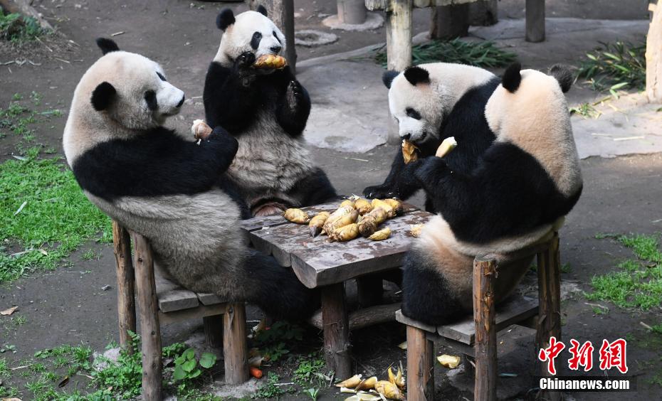 PDChina's tweet photo. Four giant pandas, Shuang Shuang, Chong Chong, Xi Xi, and Qing Qing, sit around a square dining table and enjoy their refreshments such as bamboo shoots, carrots, and apples at Chongqing Zoo in southwest China's Chongqing, intriguing visitors in an adorable manner. https://t.co/deGPnwFGP5