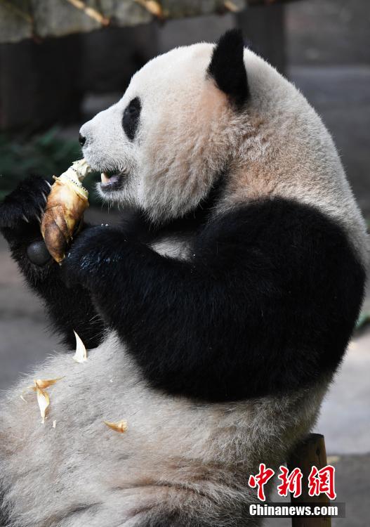 PDChina's tweet photo. Four giant pandas, Shuang Shuang, Chong Chong, Xi Xi, and Qing Qing, sit around a square dining table and enjoy their refreshments such as bamboo shoots, carrots, and apples at Chongqing Zoo in southwest China's Chongqing, intriguing visitors in an adorable manner. https://t.co/deGPnwFGP5