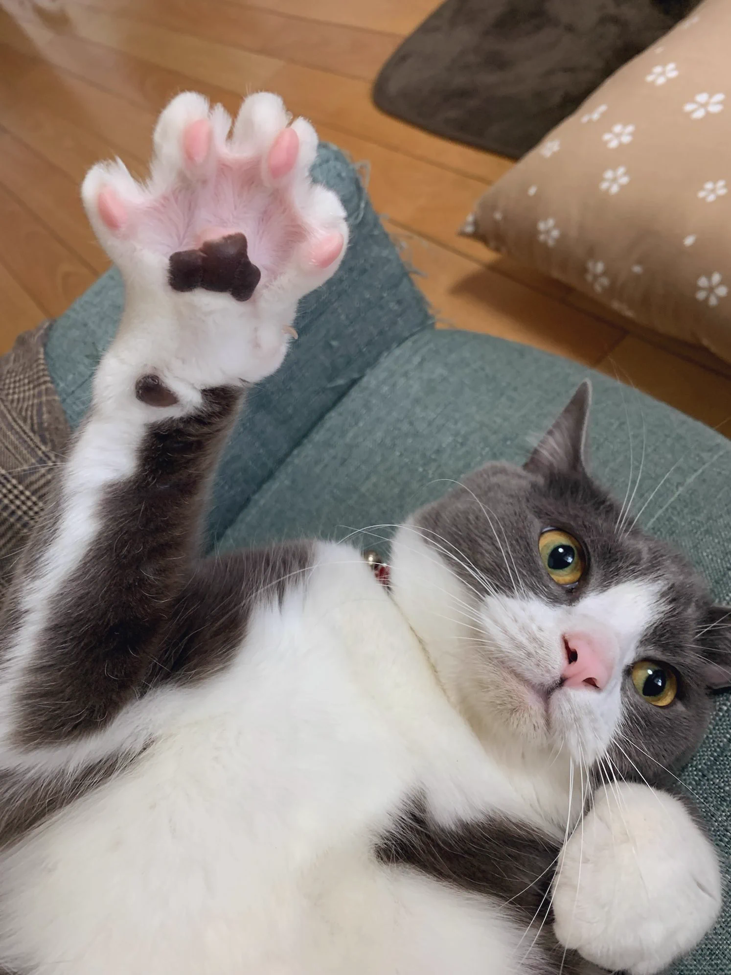 わがやのねこ on X: 