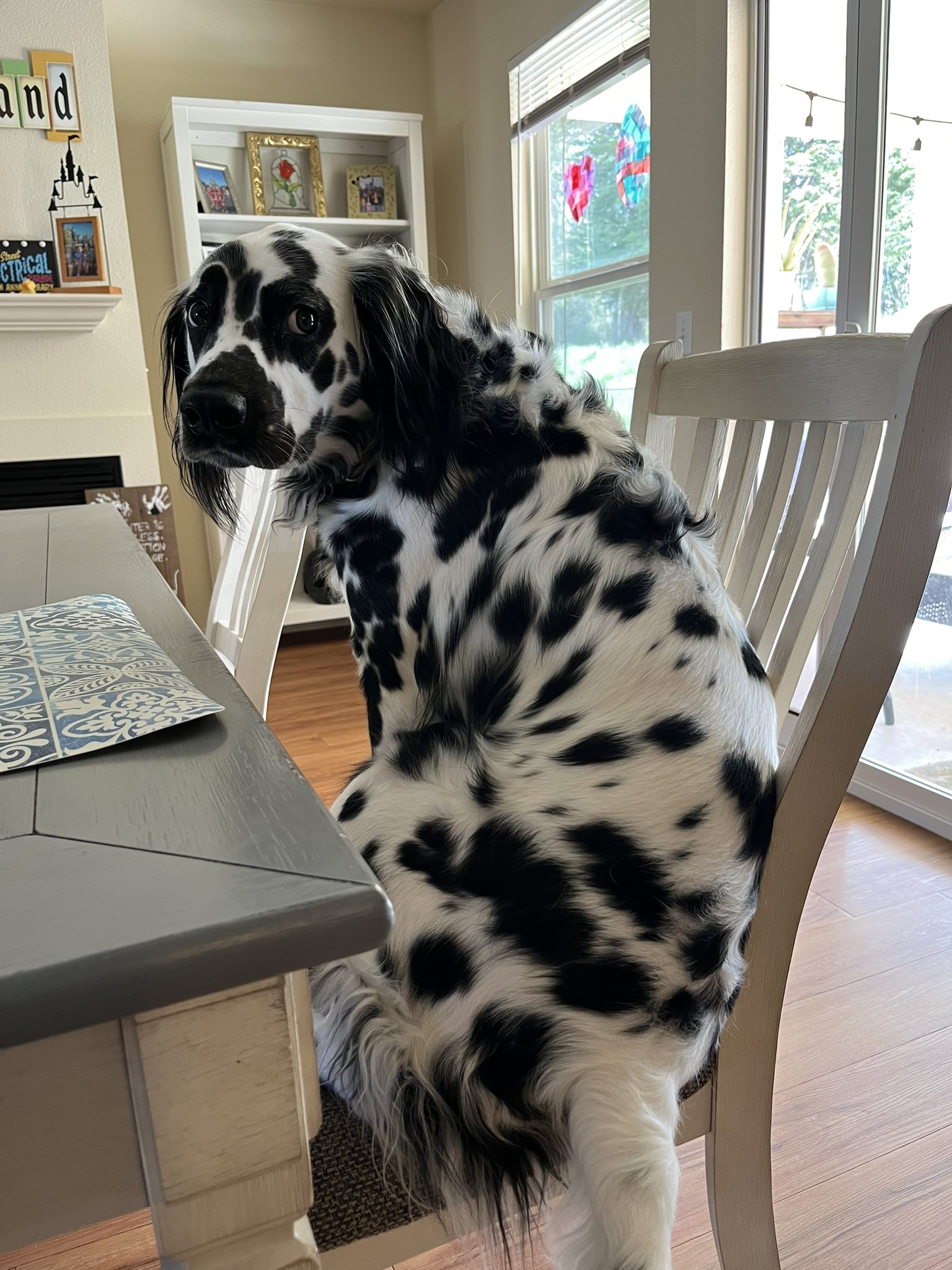 Xavi the LC Dalmatian Xavi Dalmatian X