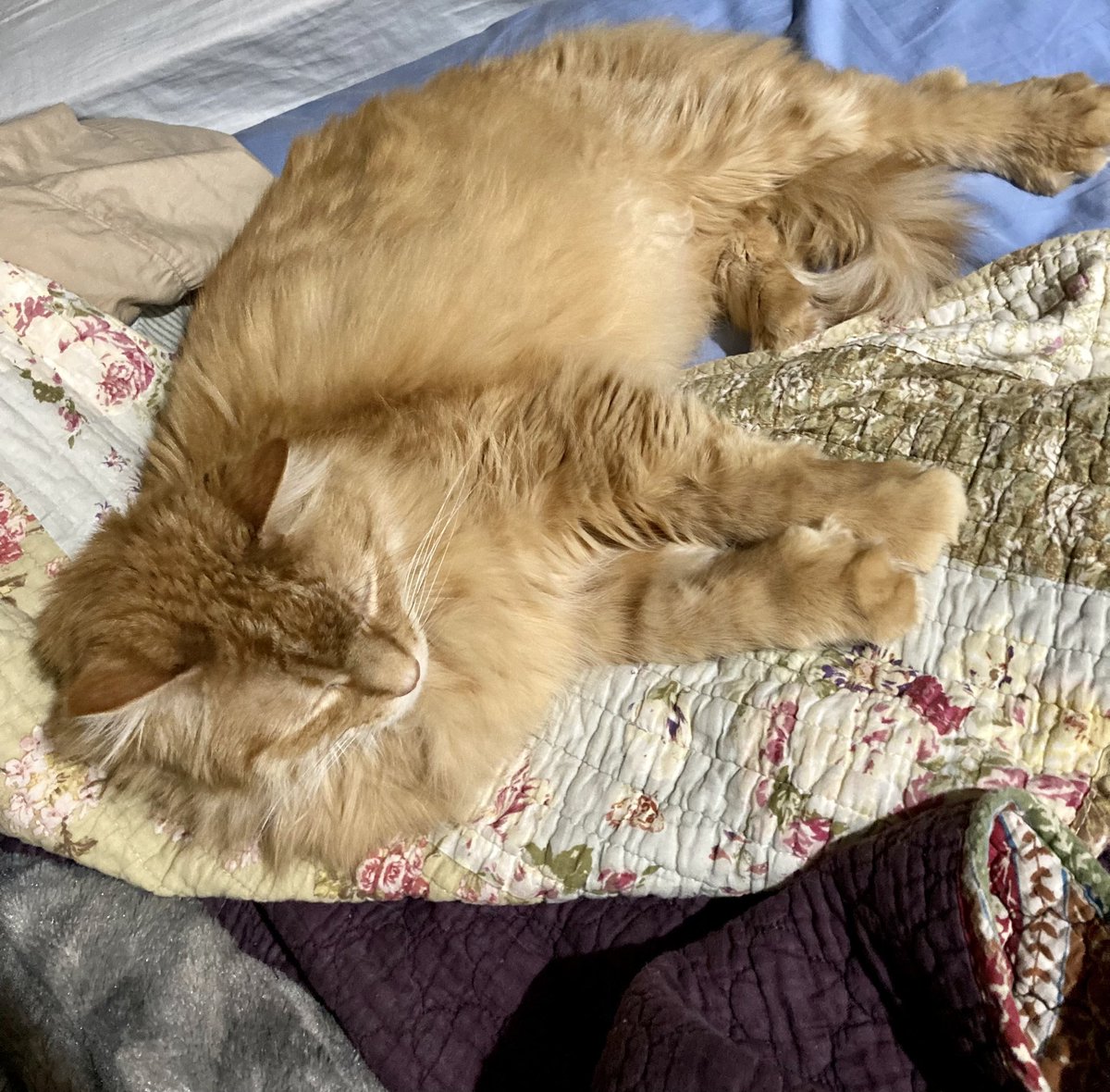 LoquaciousLeo's tweet photo. Four shorter humans visited with their parents. I'm resting up. 

Their mom was ok. She merited head butts. https://t.co/hQQpd85g8R
