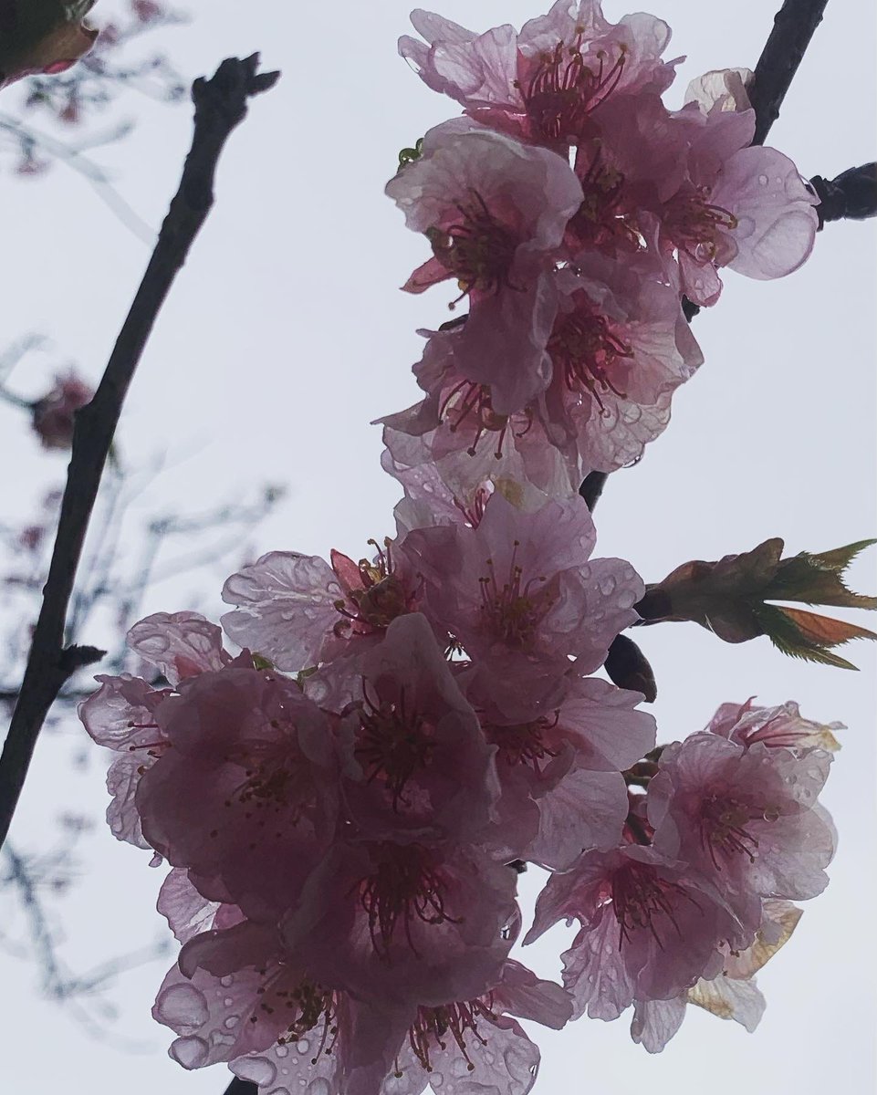 blurry solo flower no humans blurry background tree cherry blossoms  illustration images