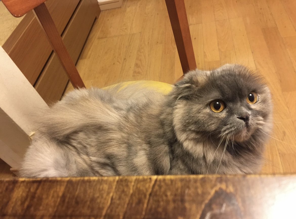 funapetsit's tweet photo. ベリーちゃん　Ms.Berry 
#猫好きさんと繋がりたい #ねこ　#猫のいる生活 #スコティッシュフォールド #船橋ペットシッターズ
#cat #CatsLover #CatsOfTwitter #scottishfold #chat #chats #funabashipetsitters https://t.co/GsqLuGtnnK