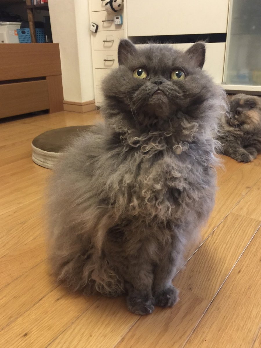 funapetsit's tweet photo. プラムちゃん　Ms.Plum 
#ねこ #猫好きさんと繋がりたい #セルカークレックス　＃船橋ペットシッターズ
#cat #CatsLover #CatsofTwittter #chat #chats #selkirk rex #funabashipetsitters https://t.co/YwtrxzDGmo