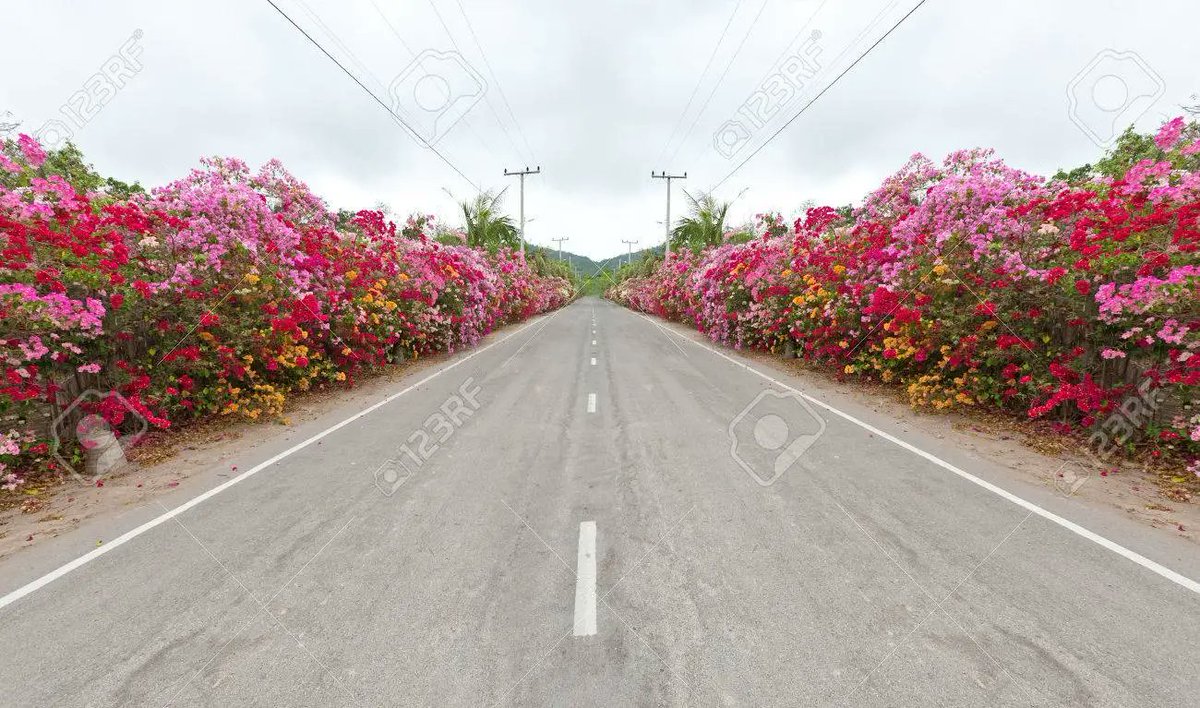kevinobriencha1's tweet photo. @floydgreenja @AndrewHolnessJM @matthewsamuda We should be planting Bougainvilleas all over the routes of main roads all across the island 

They are tough, hardy, cheap, catch easy

And beautiful 

We have a lot of greenery

But more bright colour flowers would make us an even more beautiful 

Start in tourist areas https://t.co/fFHMWO19qL