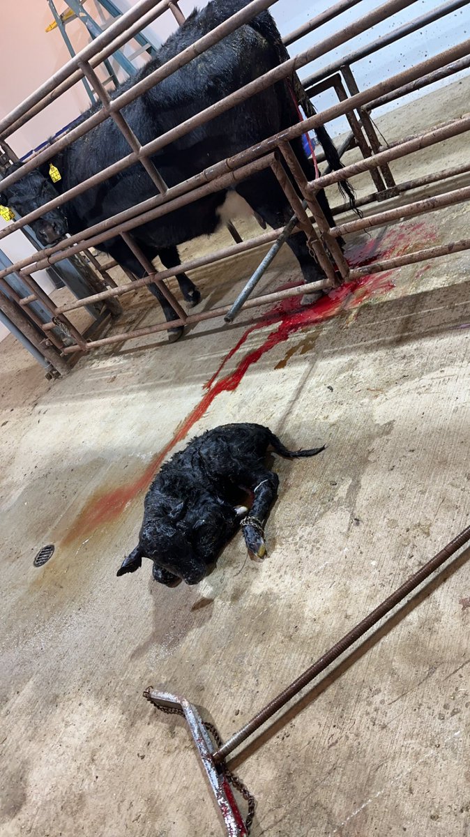 Drew_Chamberss's tweet photo. Pull a backwards calf to start the night the rest of it should go by smooth right? https://t.co/kbU3ZonY2Q