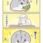 ハムスターは見る角度によって姿に違いがある？!可愛すぎる漫画が話題に!