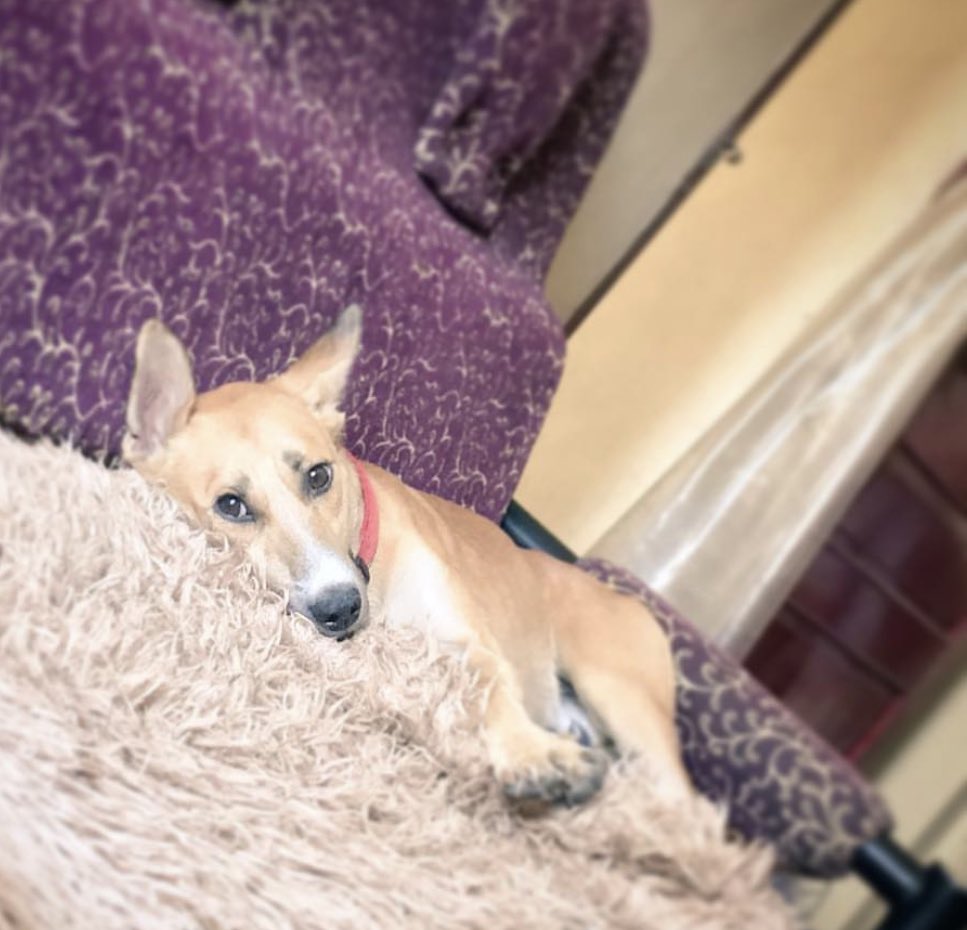 _ananyam's tweet photo. Meet my baby #Elfu. Are you ready to paws for a moment and embrace your inner Elfu this #weekend? I know I am! 😴🐾
#SaturdayMood #Dogs #GoodMorning ☀️ https://t.co/9gwxU1y0G6