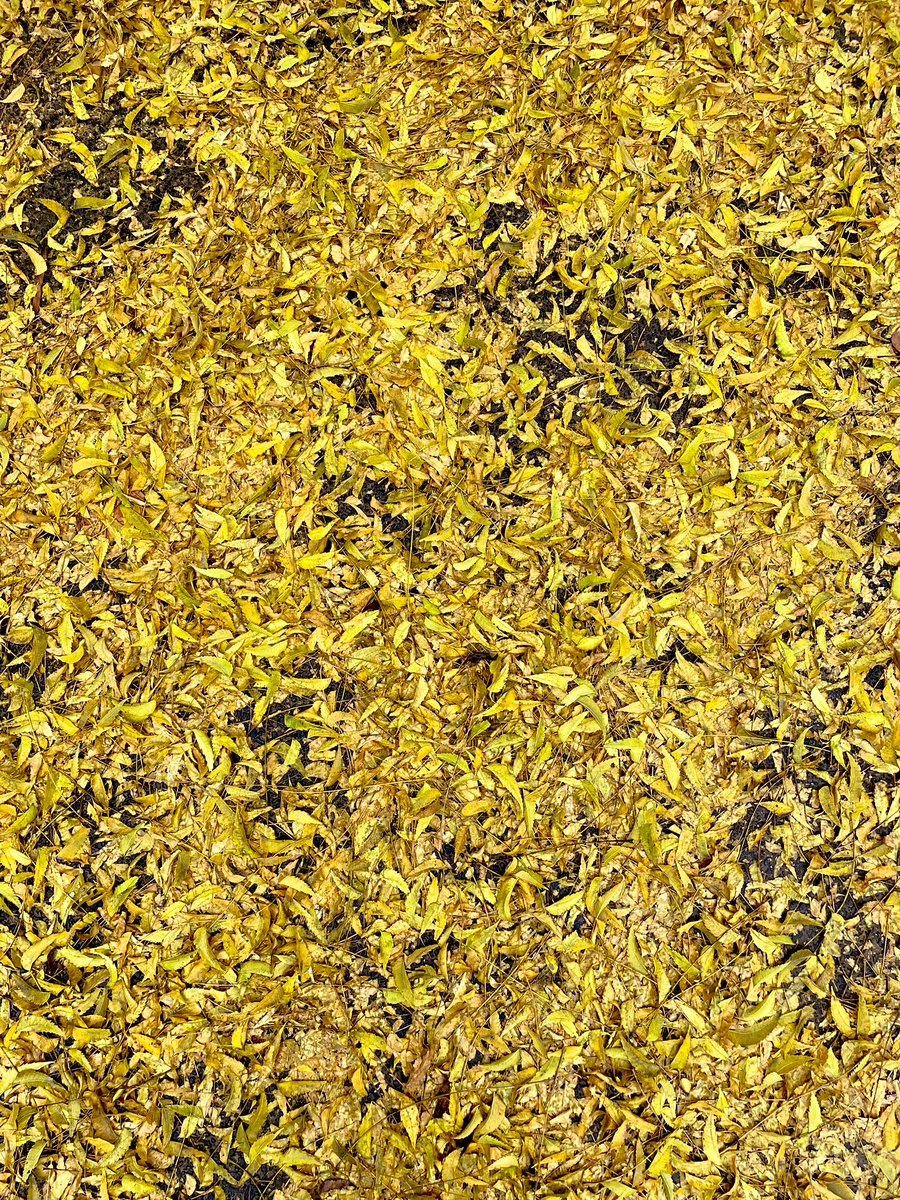 Surender Mehra IFS tweet media