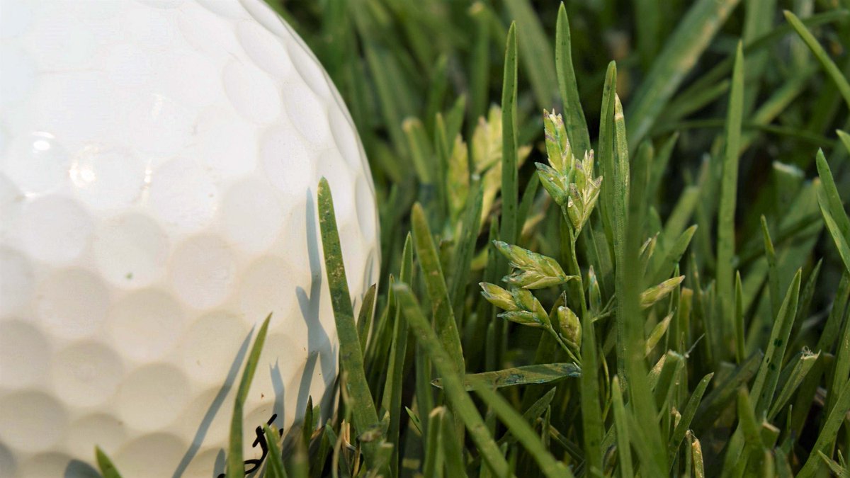 USGAGrnSection's tweet photo. Annual bluegrass seedheads will be making their yearly appearance soon and can create bumpy, unsightly greens. Make sure you have a good management plan in place before you see them ➡️https://t.co/Sd6woIovXu https://t.co/GvIi5Bh0oG