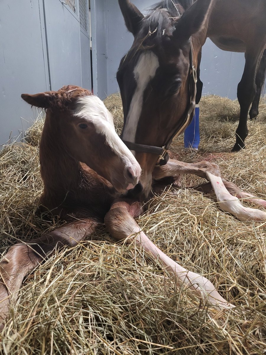 endeavorfarmky's tweet image. Only fitting that Diamond Tap would wrap up this #FoalFriday with this flashy filly by Improbable. Congratulations to Paul Kessel on the great new addition! @WinStarFarm #foalsof2023 #FlashyFriday