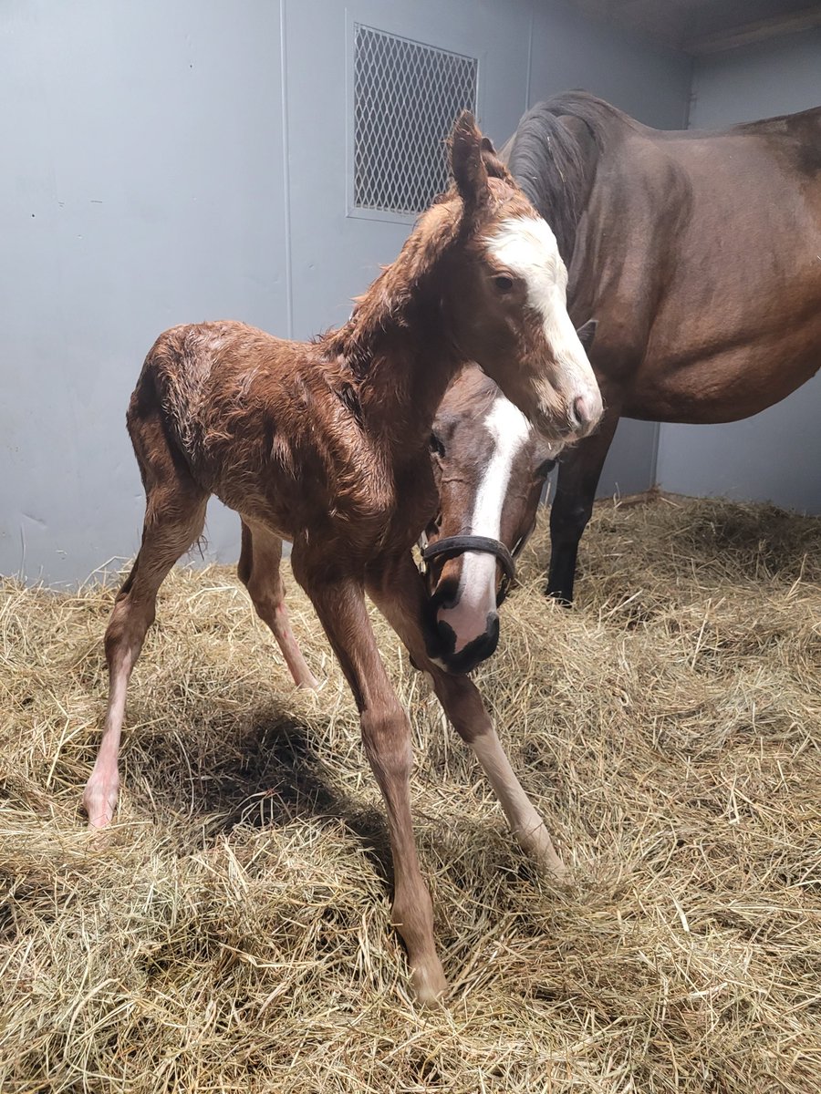 endeavorfarmky's tweet image. Only fitting that Diamond Tap would wrap up this #FoalFriday with this flashy filly by Improbable. Congratulations to Paul Kessel on the great new addition! @WinStarFarm #foalsof2023 #FlashyFriday