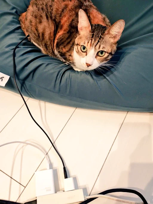 猫さん自分で自分を充電してた 