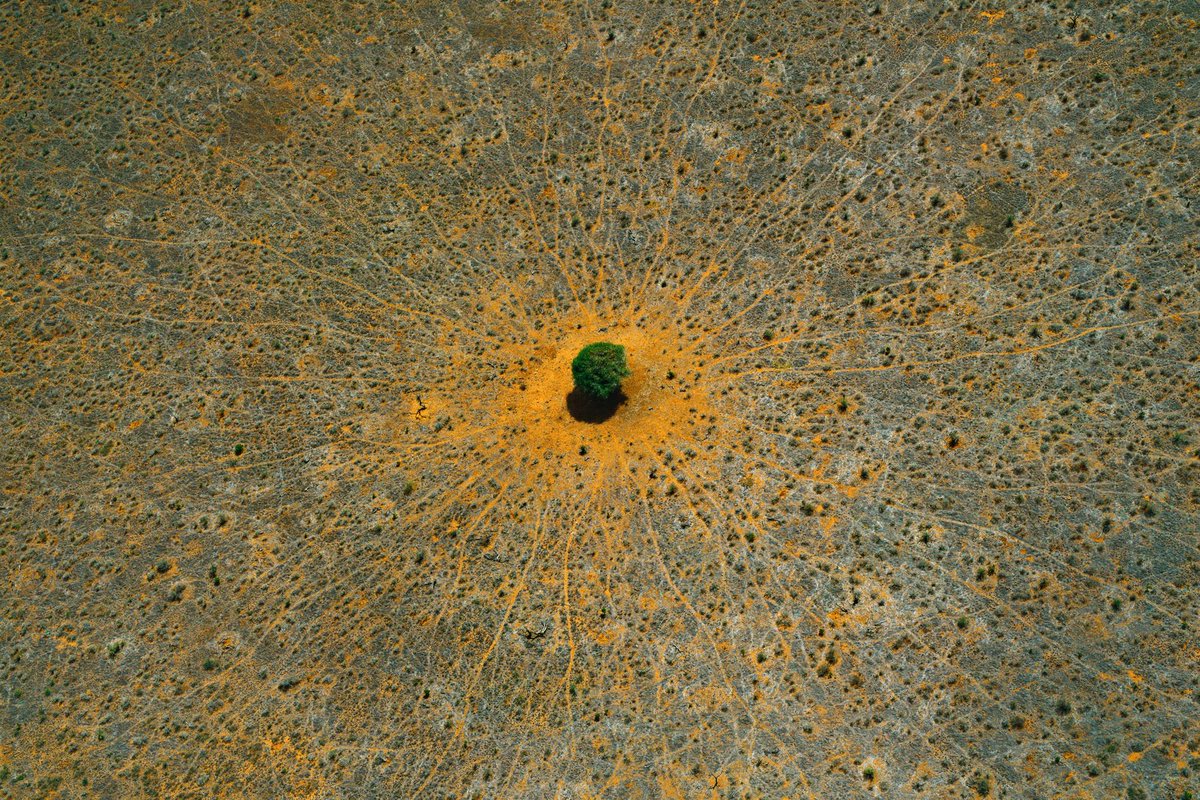 semestasains's tweet photo. Foto udara pohon Akasia yg berdiri sendiri di hamparan sabana Taman Nasional Tsavo Timur, Kenya.  Garis yang mengarah ke pohon adalah jejak hewan2 yang mencari perlindungan dari sengatan Matahari.  Sebagian dari mereka bahkan mengkonsumsi dedaunannya.

Pohon adalah Kehidupan. https://t.co/I7Bowmw6hW