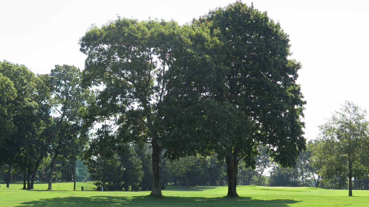Trees and tree removal on a golf course can be controversial topics. Using objective criteria to evaluate trees makes it easier to build consensus for management plans ➡️bit.ly/42zs5Tx