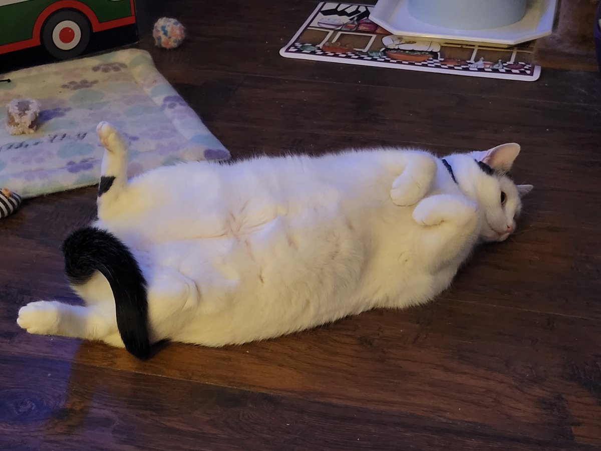 BigBlockWagon's tweet image. Does anyone in #oplivenation remember little Shelby from #LivePd? She's not so little any longer in more ways than others! @ReelzChannel #OPLive #OPLNation #FelineoftheNight