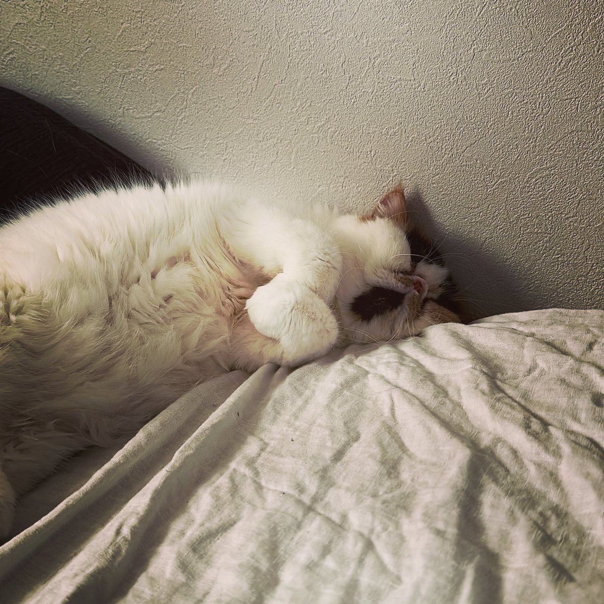 bashiba4's tweet photo. #手ブラセクシーねこちゃん写真集 https://t.co/d7E4XRKlKn