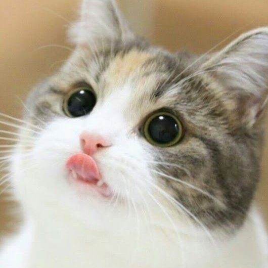 cuutecate's tweet photo. Cuute cat
#Cat  #Cat #cute https://t.co/RIgaBig4li