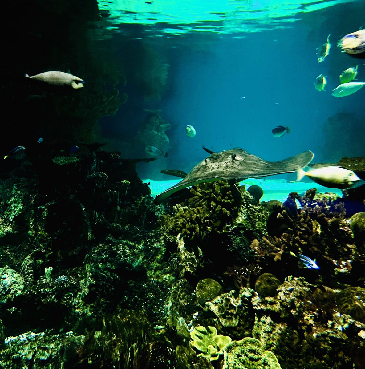 I finally got to attend the visitation weekend dinner at the National Aquarium after three years. COVID had caused the cancelation of the event at my year, but now my experience at JHU feels complete!