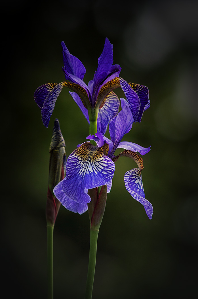 Sam_Alexandra23's tweet image. #Purple #ColourMatch #Photography #Flowers #Iris