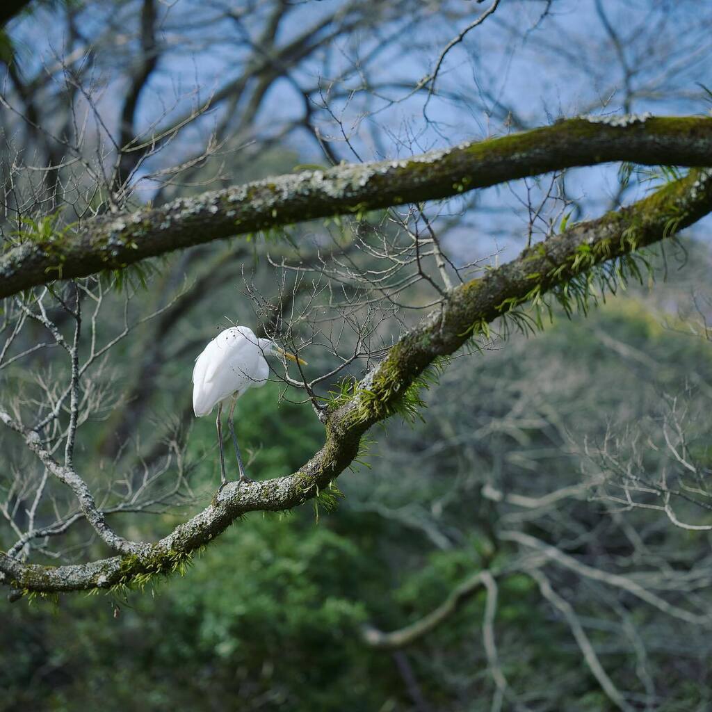 和、その二。
#ComplexPhotonica #写真部 #lumix #lumixs5 #sigma #sigma85mmart #sigma85mmf14 #snap instagr.am/p/Cp6kckkvVdo/