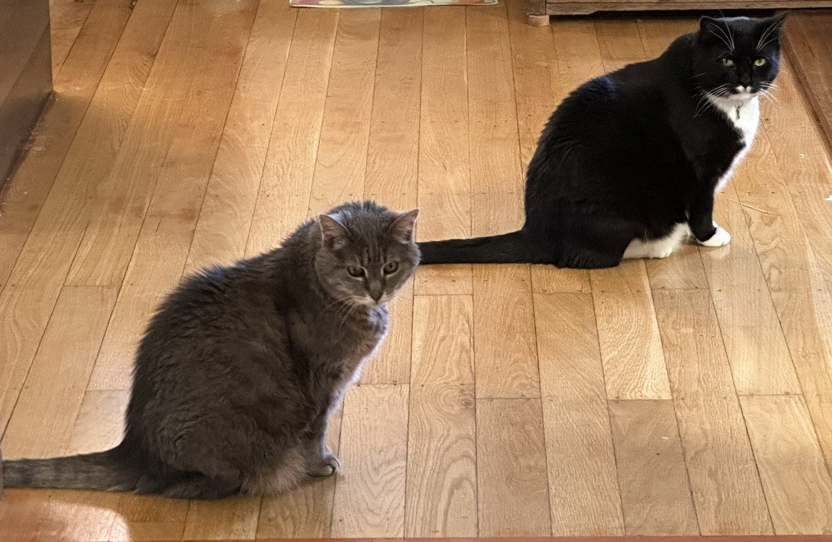 Rarebeasts's tweet photo. Cat alignment. https://t.co/hTgG9P8Fpc
