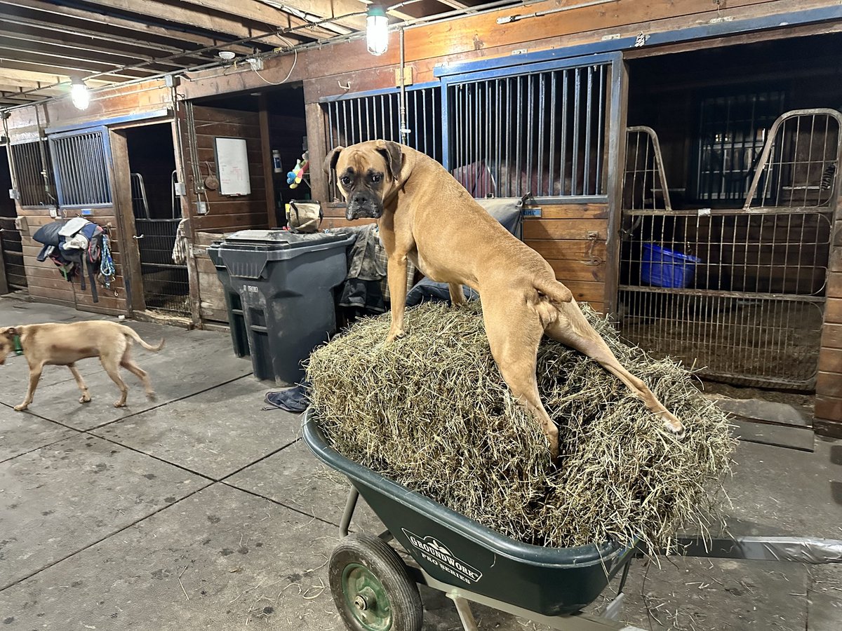 m_crouton's tweet photo. Just another night in the bar, um…barn #nightcheck #horsefarm #farmlife https://t.co/MOEHuyC5bl