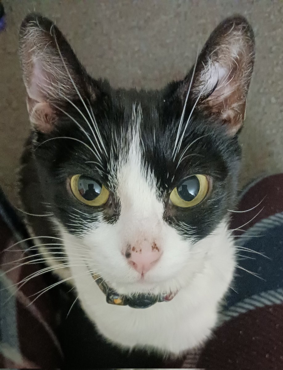 𝙶𝚛𝚎𝚢 𝚁𝚘𝚜𝚎 𝚃𝚛𝚊𝚍𝚎𝚜 tweet media