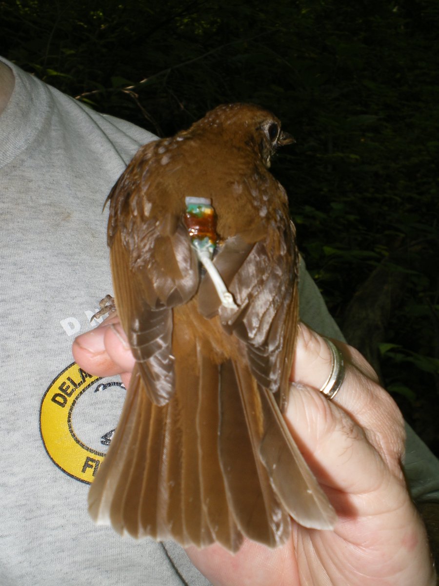 madthrush's tweet photo. Flashback: One of the 1st #songbirds ever tracked with a geolocator through South American rainforest: Veery OAWX (2009). The geo was sewn on the bird while in the hand (yes, needle and thread!). It was sealed using liquid rubber which can clearly be seen here. #Ornithology https://t.co/lhS0dEy7oY