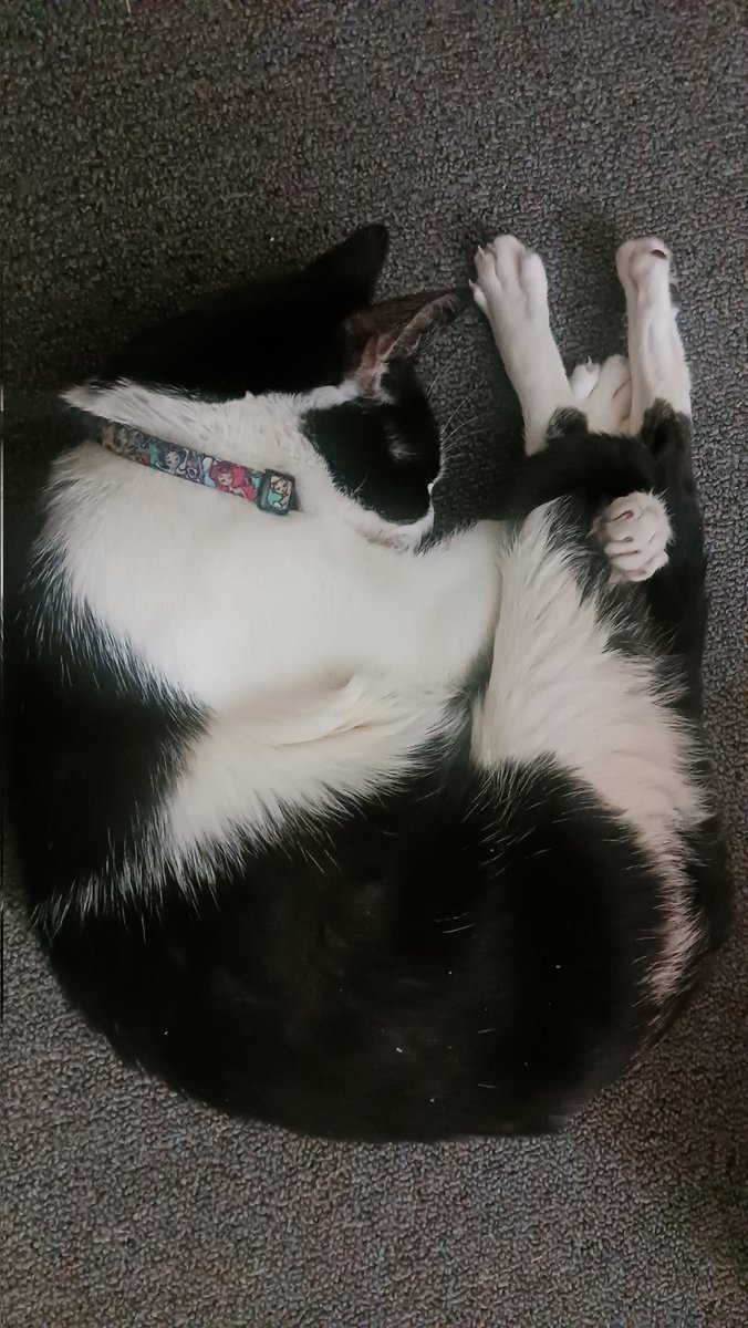 𝙶𝚛𝚎𝚢 𝚁𝚘𝚜𝚎 𝚃𝚛𝚊𝚍𝚎𝚜 tweet media