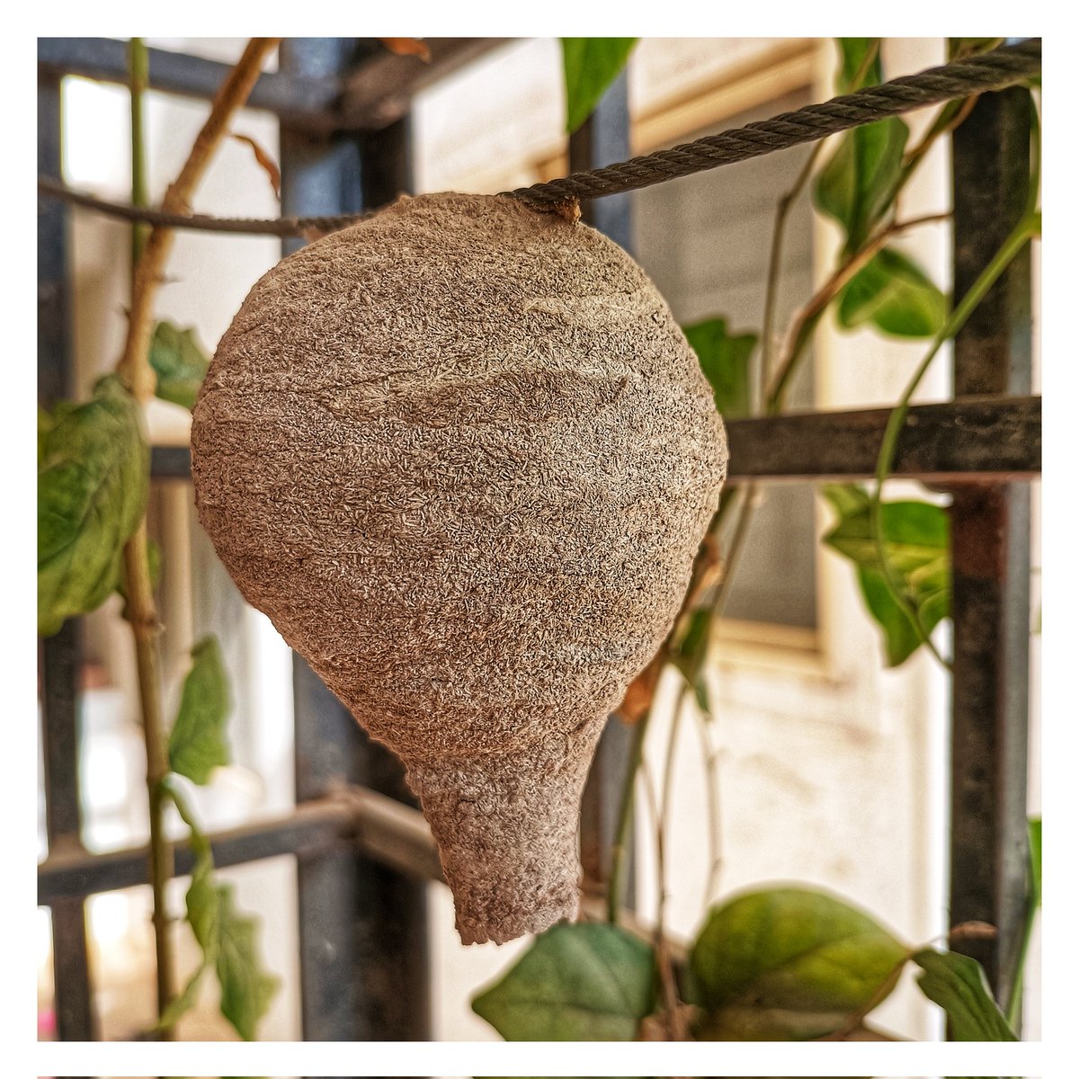 mhptr_s's tweet photo. Whose #nest is it? #wasp ? https://t.co/wHsZyQJjcp