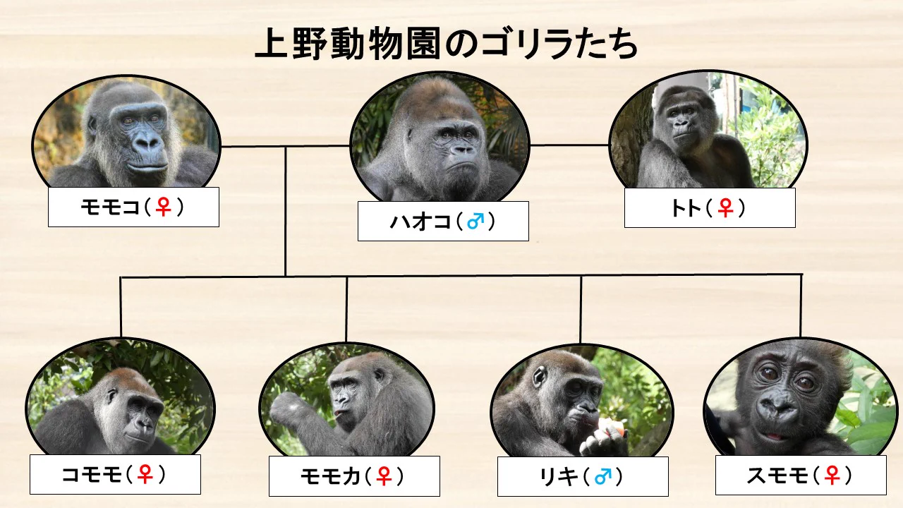 コリラ様 確認用 上野動物園［公式］ on X: 