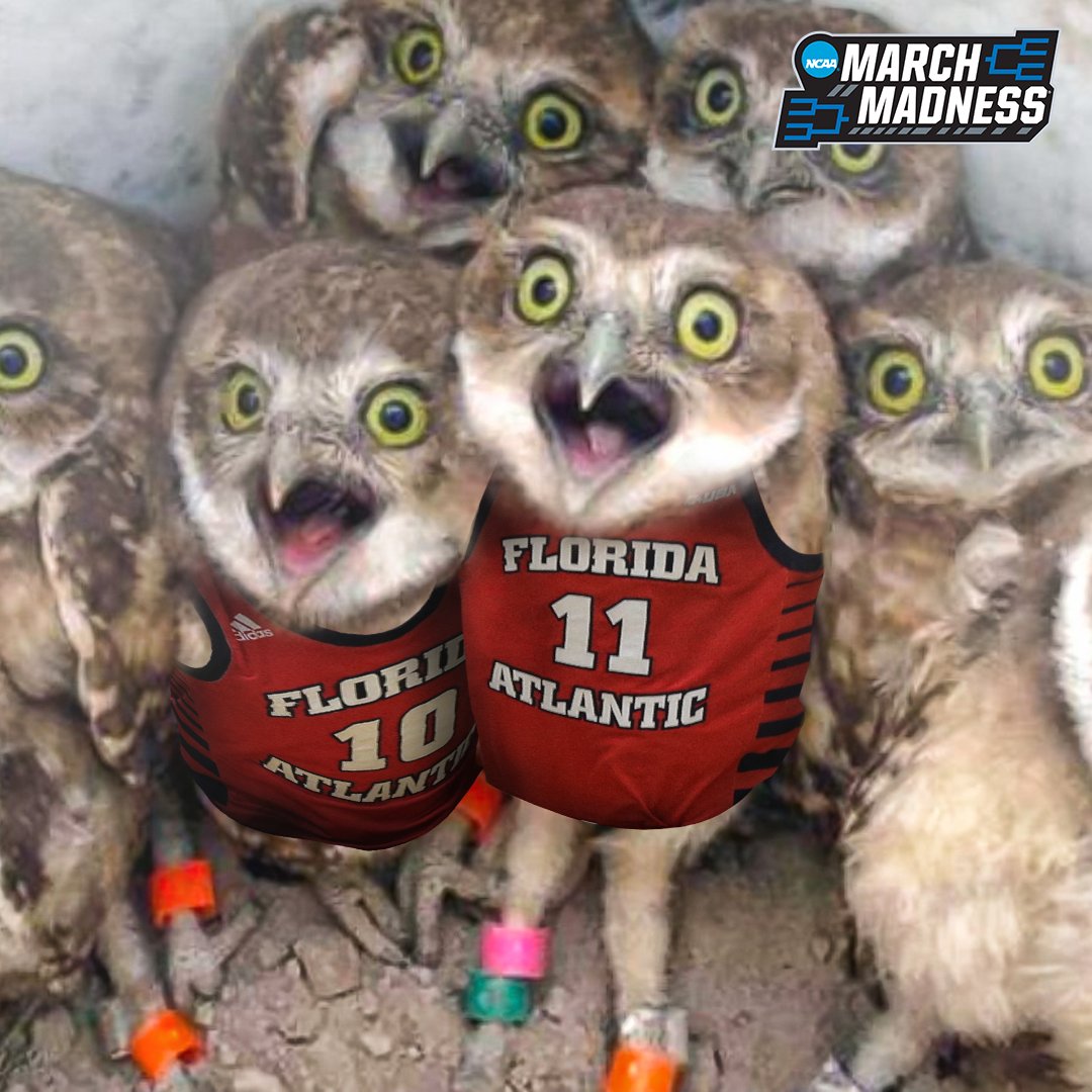 WHERE THE OWLS AT?! 🦉

#MarchMadness