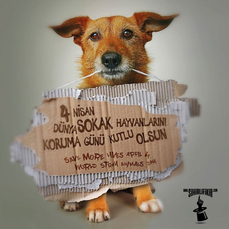 maviden1adam's tweet photo. .
Herkese iyi sabahlar...
Hayvan düşmanlarına da; umarım ne düşünüyorsanız daha beteri başınıza gelir...
#SOKAKHAYVANLARISAHİPSİZDEĞİL https://t.co/XIRuuZrNhX