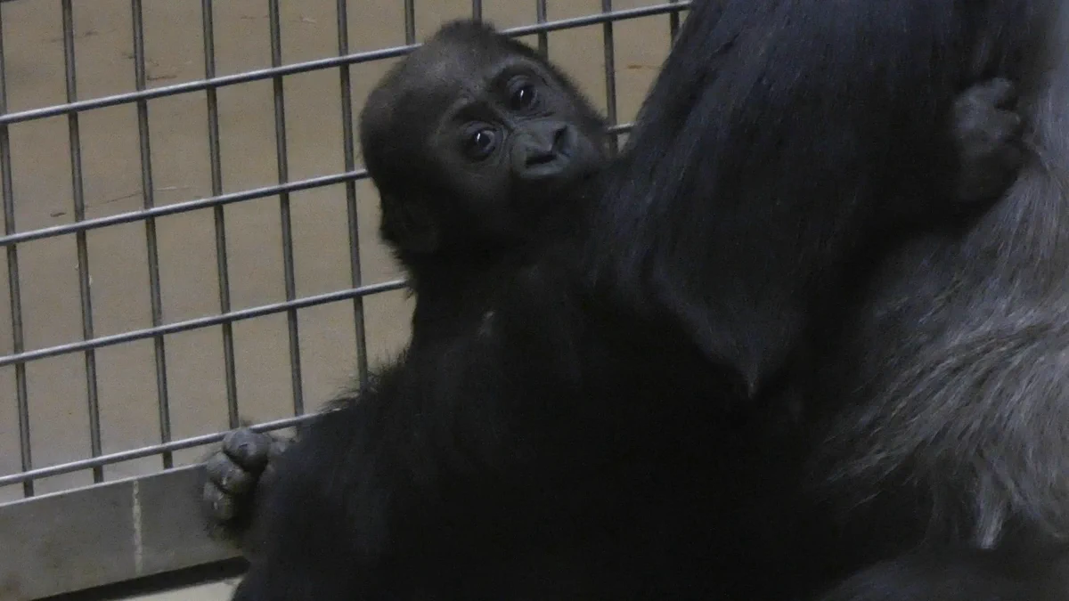 コリラ様 確認用 上野動物園［公式］ on X: 