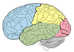 StrokeResearch2's tweet photo. The cerebrum, telencephalon or endbrain[1] is the largest part of the brain containing the cerebral cortex , as well as several subcortical structures, including the hippocampus, basal ganglia, and olfactory bulb
https://t.co/yBwh9ptmNc https://t.co/SgVCgx9WS7